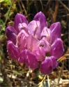 sm 449 Miniature Beach Lupine
